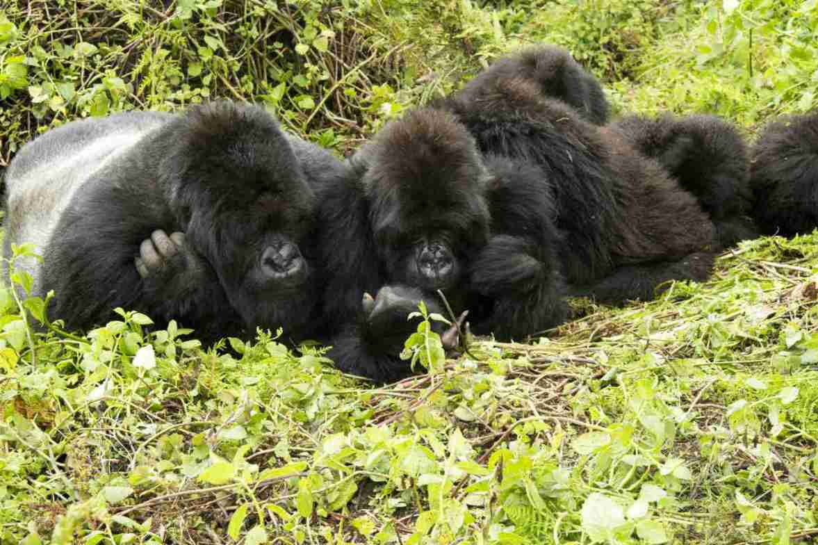 Schimpanse in uganda